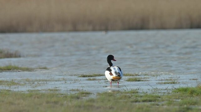 Common shelduck 4k 1