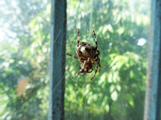 A big scary spider weaves a web in natural conditions, close-up
