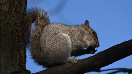Squirrel