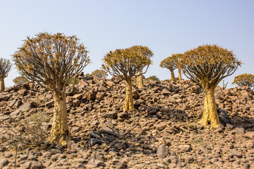 Large Quiver Trees, Aloidendron dichotomum, on a rocky ridge in southern Namibia.