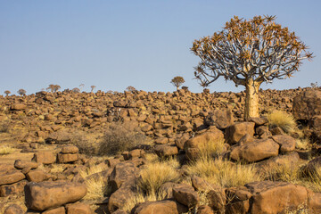 A single quiver tree growing among the strange, boulder strewn landscape of Giants Playground in...