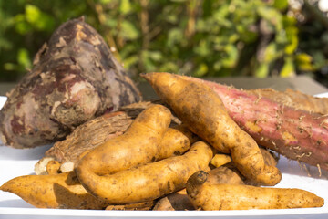 Sweet Potato and Yam Root Fibrous Vegetable Healthy Concept Isolated