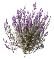 Obraz premium Bunch of lavender flowers isolated on transparent.