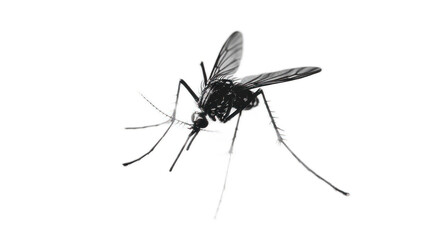 Detailed Close-Up Image of a Mosquito Isolated on a Transparent Background, Highlighting Its Intricate Features and Textures for Educational and Scientific Use