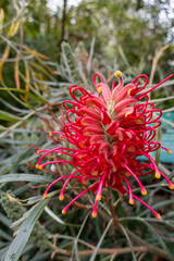 Bright Red Grevillea Flower in Bloom