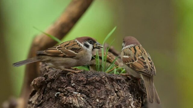 Eurasian tree sparrow 4k 30p 2