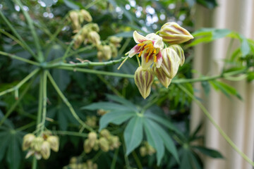 Delicate Cassava Plant Flowers