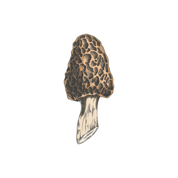 Vector icon hand-drawn detailed whole brown marcella mushroom isolated on a white background