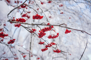 Clusters of vibrant red rowan berries clinging to snow-dusted branches create a striking contrast...