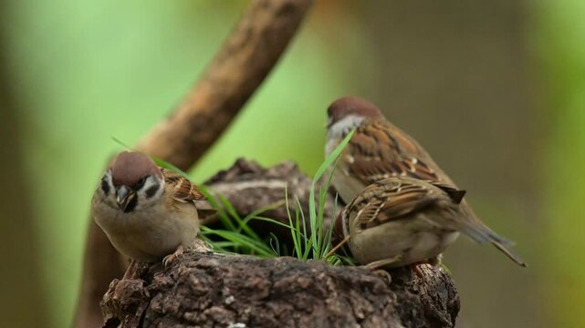 Eurasian tree sparrow 4k 30p 3