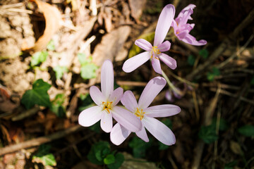 Autumn crocus or Colchicum autumnale flowers