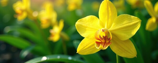 Delicate yellow orchid petals unfolding in the morning dew, garden, yellow