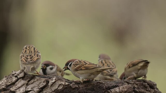 Eurasian tree sparrow 4k 30p 6