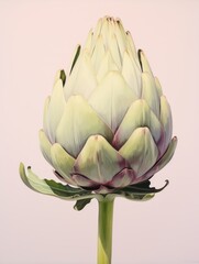 Fototapeta premium Artichoke stands tall against a soft pink background showcasing its unique shape and intricate details of its leaves while highlighting its natural beauty in a minimalist style