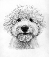 Ritratto a mano libera di lagotto romagnolo, illustrazione a grafite