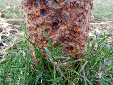 Rusty piller in nature
