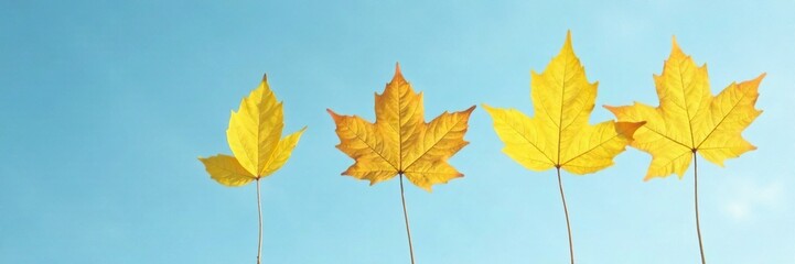 Fototapeta premium Three isolated yellow leaves against a blue sky, autumn's gentle hue, autumn colors, serene landscape, yellow leaves