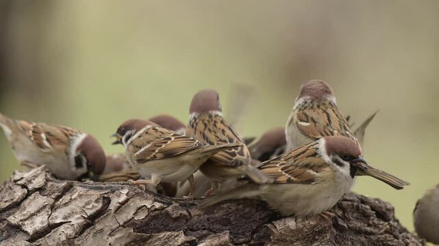 Eurasian tree sparrow 4k 30p 7