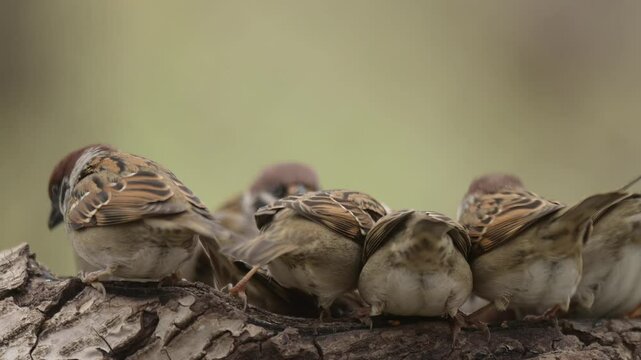 Eurasian tree sparrow 4k 30p 9
