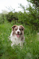 Border Collie lying in the grass and looking at the camera. Happy dog on a walk. Border Collie dog on a green background.