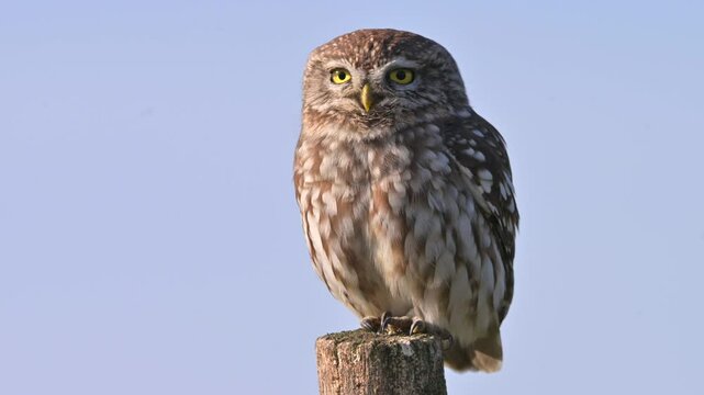Little Owl (Athene noctua) Perched on a Post in the Countryside