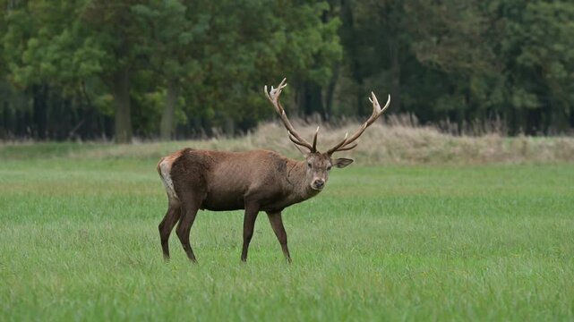 Red Deer Stag (Cervus elaphus) Grazing in the Meadow with Large Antlers