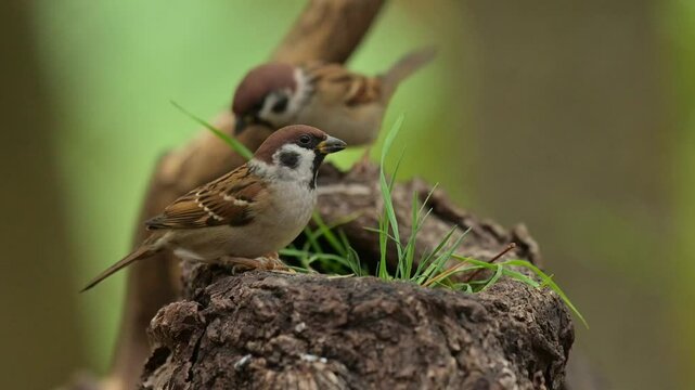 Eurasian tree sparrow 4k 30p