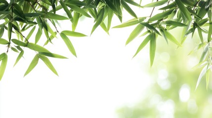 Obraz premium Bamboo leaves framing a soft blurred background creating a tranquil nature-inspired design element for various uses.