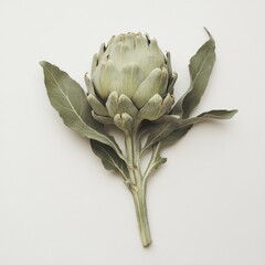 Freshly harvested artichoke surrounded by green leaves on a neutral background