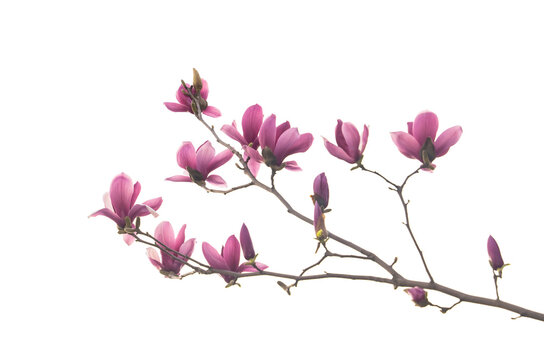 magnolia spring tree isolated on white background
