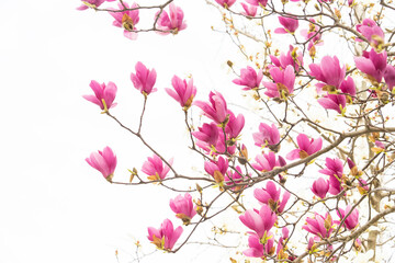 magnolia spring tree isolated on white background