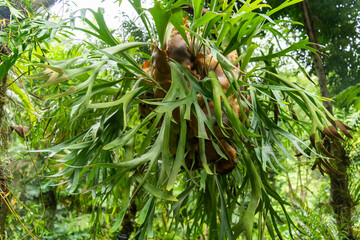 Platycerium Bifurcatum known as common staghorn fern or elkhorn fern attaches itself to the host tree © xiaoliangge