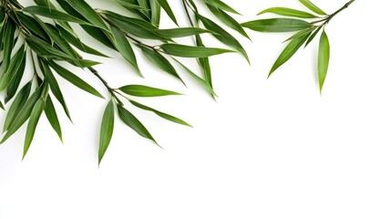 Fresh Bamboo Leaves on White Background for Natural and Organic Themes in Design and Decoration