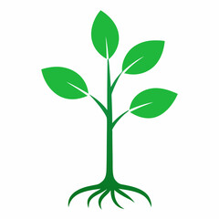 plant isolated on white background