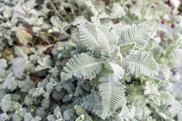 Textured Foliage of Lamb's Ear Plant