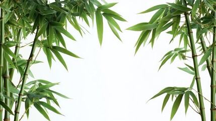 Obraz premium Bamboo leaves frame on isolated background with clipping path for nature and tranquility themes in design and advertising