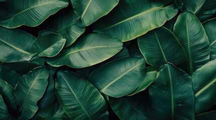 Fototapeta premium Bananas Surrounded by Lush Dark Green Leaves Creating a Vibrant Tropical Atmosphere for Fresh and Natural Themes