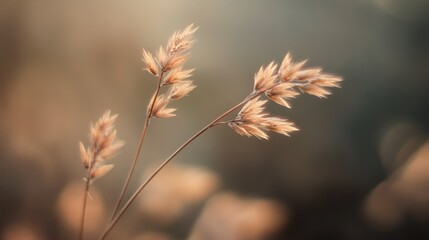 Fototapeta premium Soft bokeh effect on delicate grass flowers creating a tranquil and soothing atmosphere in a natural background scene