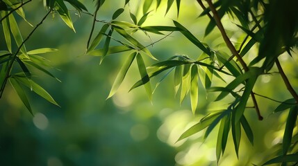 Fototapeta premium Lush bamboo leaves and branches with sunlight filtering through creating a serene natural background atmosphere