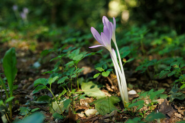 Autumn crocus or Colchicum autumnale flowers
