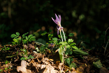 Autumn crocus or Colchicum autumnale flowers