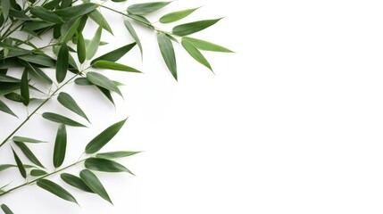 Obraz premium Fresh green bamboo leaves arranged elegantly on a white background showcasing nature's beauty and tranquility.