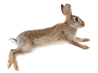Photograph a rabbit leaping on mid-air isolated on a transparent background