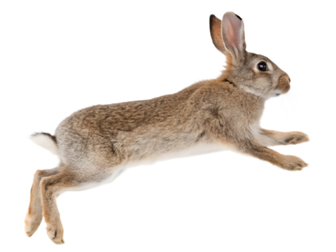 Photograph a rabbit leaping on mid-air isolated on a transparent background