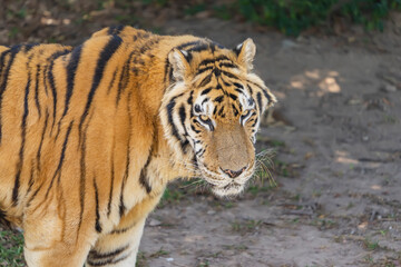 Portrait of tigers in their natural habitat