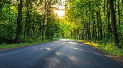 Obraz premium Serene Asphalt Road Surrounded by Lush Green Trees in a Sunlit Forest Pathway During a Clear Day