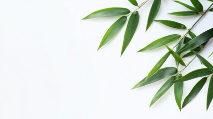Obraz premium Fresh bamboo leaves elegantly arranged on a clean white background for a fresh and natural aesthetic in design or advertising.