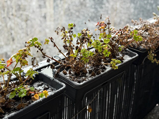 Balcony garden with hanging decorative flower pots with frozen flowers plants and white snow in...
