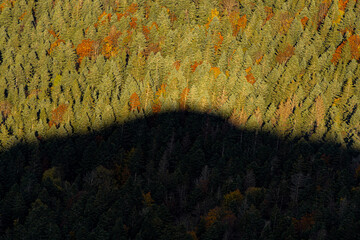 Photo d'une forêt de sapins en automne