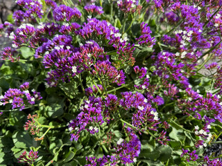 Beautiful blooming vibrant purple pink Limonium macrophyllum decorative flowers close up, floral wallpaper background with purple limonium
